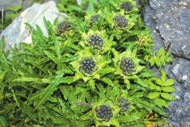 卧龙发现极度频危新物种巴朗山雪莲 - 逸尤格