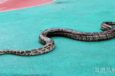 女子被2.4为巨蟒勒颈身亡 屋内还养着一百多条蛇 - 逸尤格