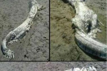 [辟谣]世界上最后一只三角龙1887年被英国人在新西兰杀死 - 逸尤格