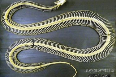 为什么打蛇打七寸 直接打头不是更方便吗? - 逸尤格
