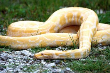 世界上最珍稀的6种蛇, 其中一种价值500万 - 逸尤格