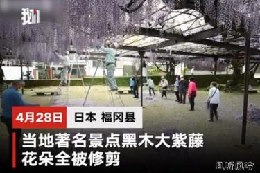 600岁巨型紫藤花被全部剪掉 - 逸尤格