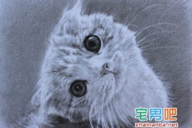 在猫的身上戴上gps,观察它们夜间的运动轨迹,结果看到了这个。。。 - 逸尤格