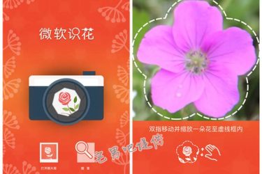 微软识花app,只需拍张照片就能知道花的名字! - 逸尤格