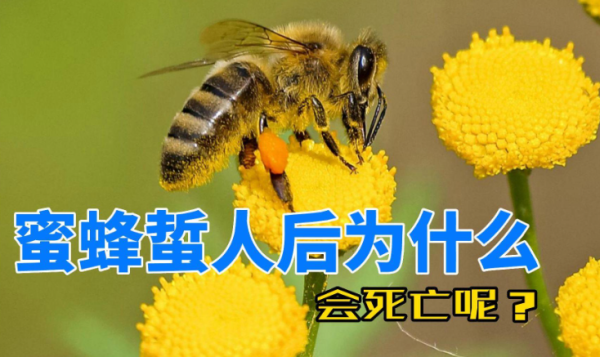 为什么蜜蜂蜇人后自己会死? - 逸尤格