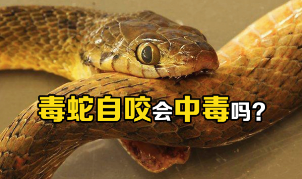 毒蛇咬毒蛇会被毒死吗? - 逸尤格
