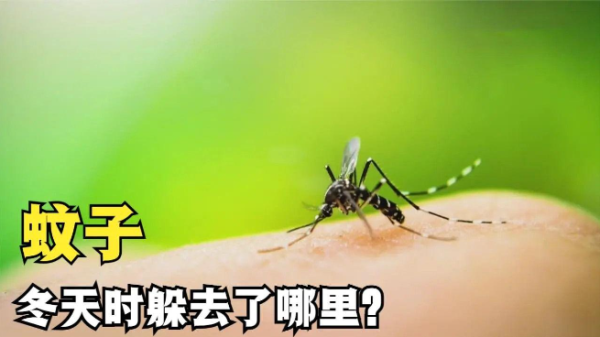 为什么冬天不见蚊子? - 逸尤格
