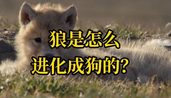 人类是如何把狼变成狗的? - 逸尤格