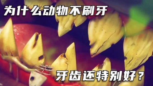 为什么动物不刷牙,牙齿很健康,而人类却不行? - 逸尤格