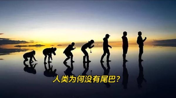 为什么动物基本都有尾巴,而人类却没有尾巴? - 逸尤格