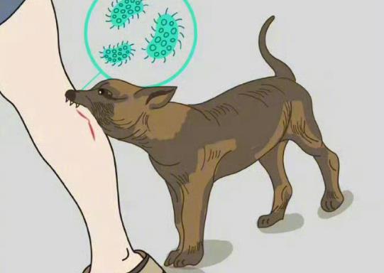狂犬病毒为什么死亡率这么高? - 逸尤格